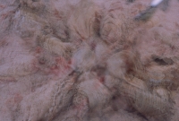 http://www.emanueletorti.it/files/gimgs/th-34_1_IMG00023dd copia.jpg